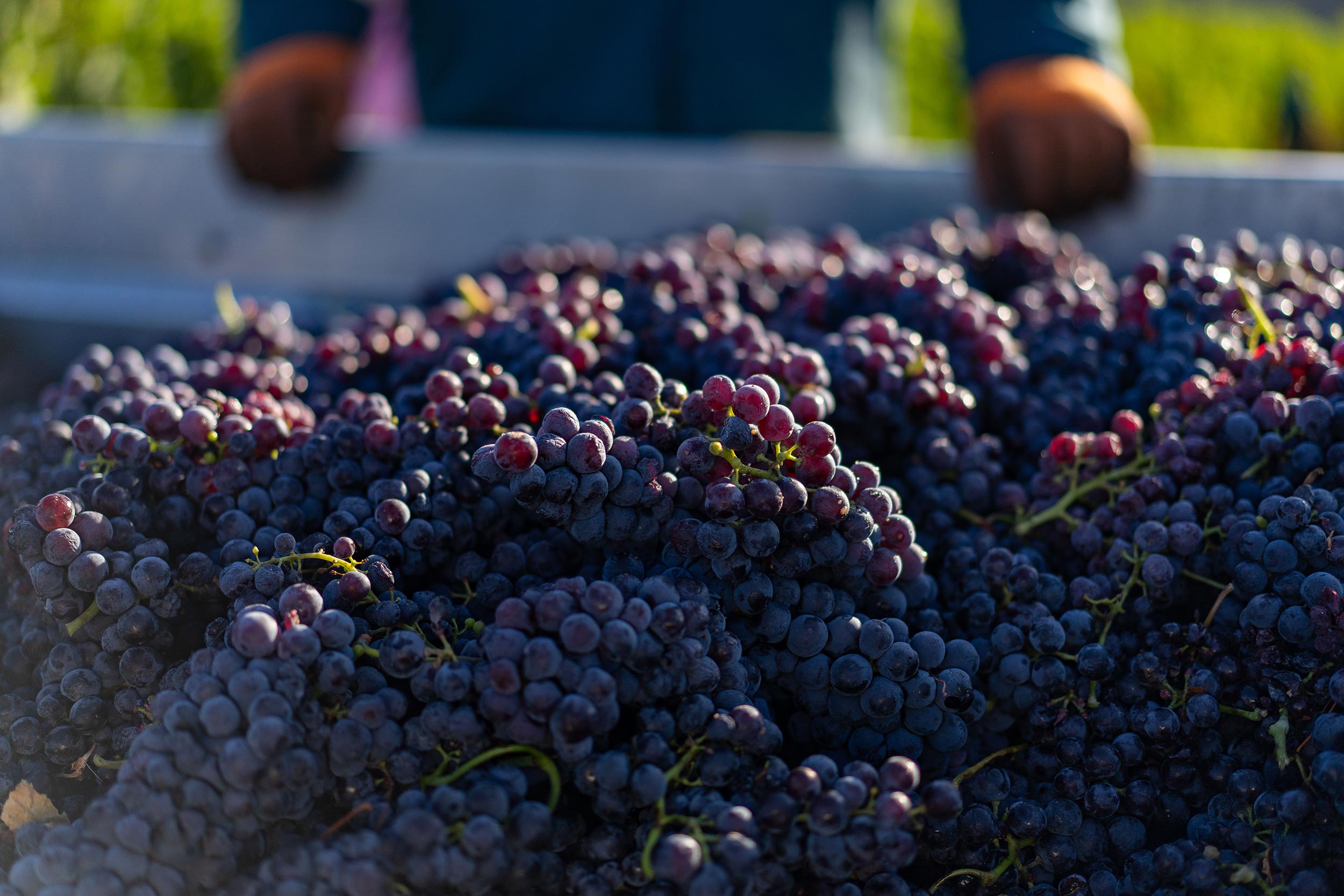 Cantina di Negrar lancia un Valpolicella Classico Doc a 11,5 gradi alcolici